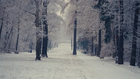 城市公園的第一場雪