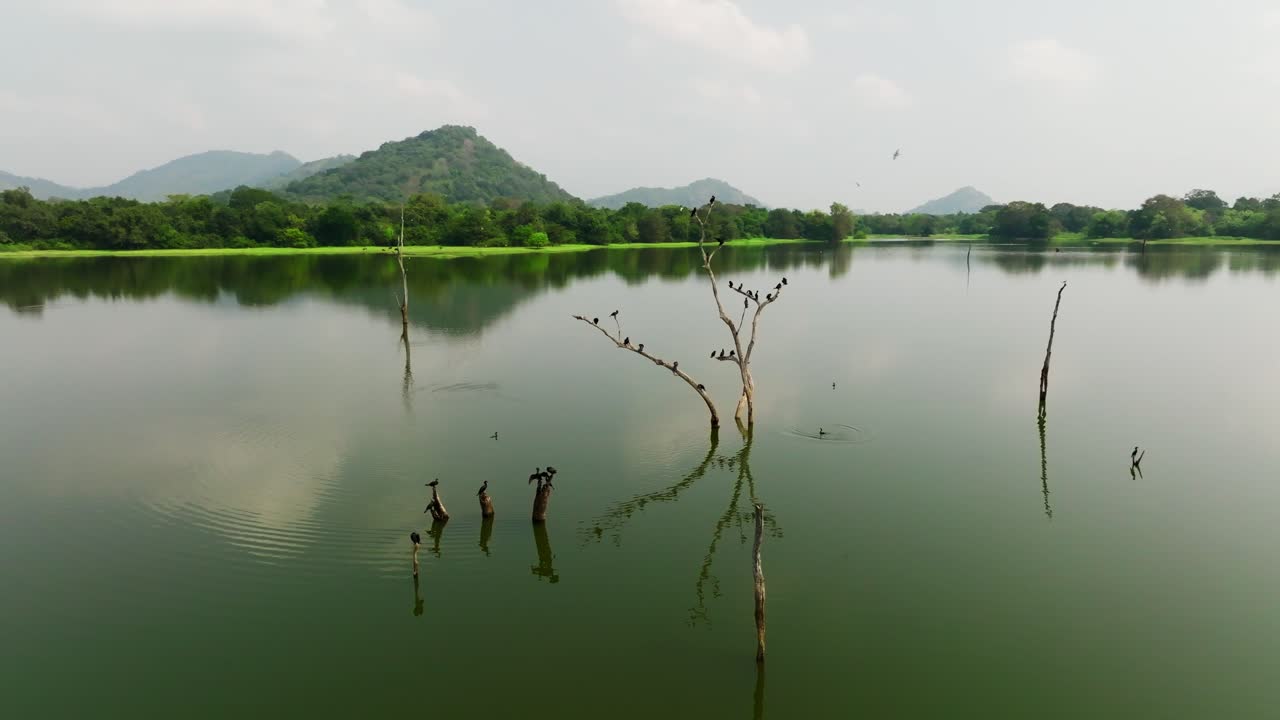 Sri Lanka aerial framing on calm water where cormorants gather along curved deadwood, green shoreline and layered hills steady in the distance