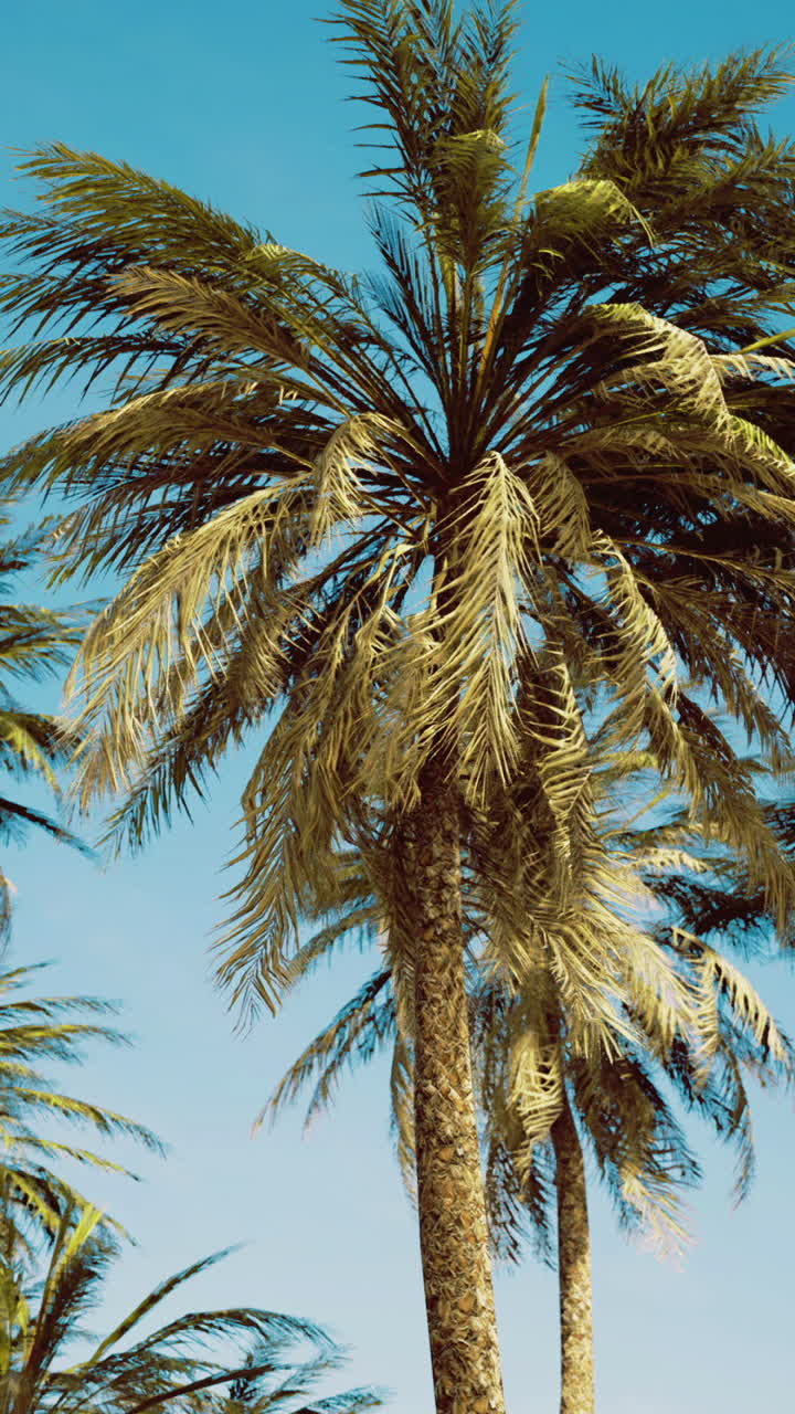 Majestic palm trees sway under the bright blue sky on a sunny day