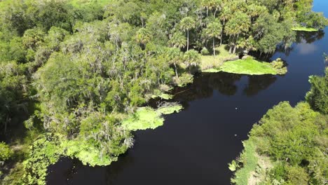 aerial-taking-a-right-turn-over-Myakka-River,-in-the-Myakka-River-State-Park,-near-Sarasota,-Florida