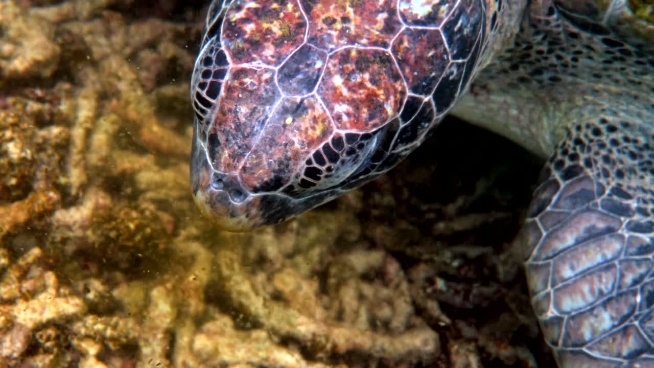 Close up of sea green turtle head. Underwater video of huge big sea turtle in deep ocean wildlife. Scuba diving or snorkeling.