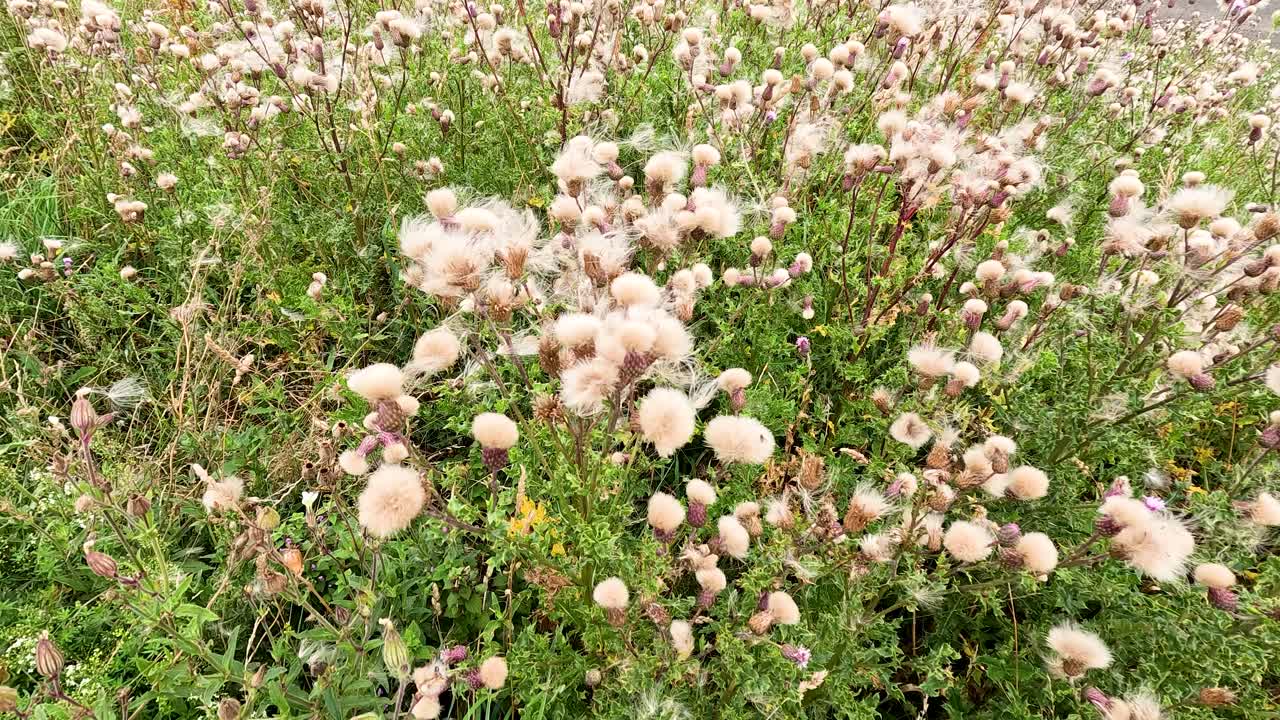 Dense cluster of wild thistle plants with fluffy seed heads swaying gently outdoors in natural daylight, captured in a static close-up shot