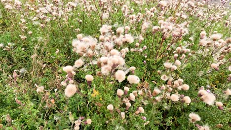 dense cluster of wild thistle plants with fluffy seed heads swaying gently outdoors in natural daylight, captured in a static close-up shot