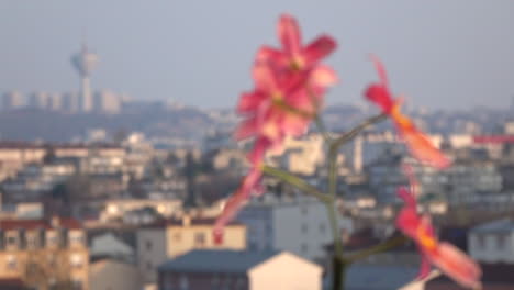 A-pink-petal-flower-tree-in-a-pot-at-the-balcony-of-a-residential-building-apartment-with-a-cityscape-for-background-in-Paris,-France