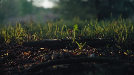 Deadwood-laying-among-sprouting-heather-bushes-lit-up-by-the-morning-sun