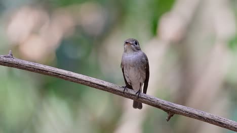 el papamoscas marrón asiático es un pequeño pájaro paseriforme que se reproduce en japón, himalaya y siberia