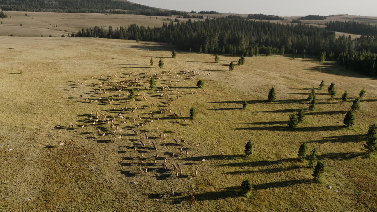 Drone shot flying over wild elk herd moving through mountain landscape