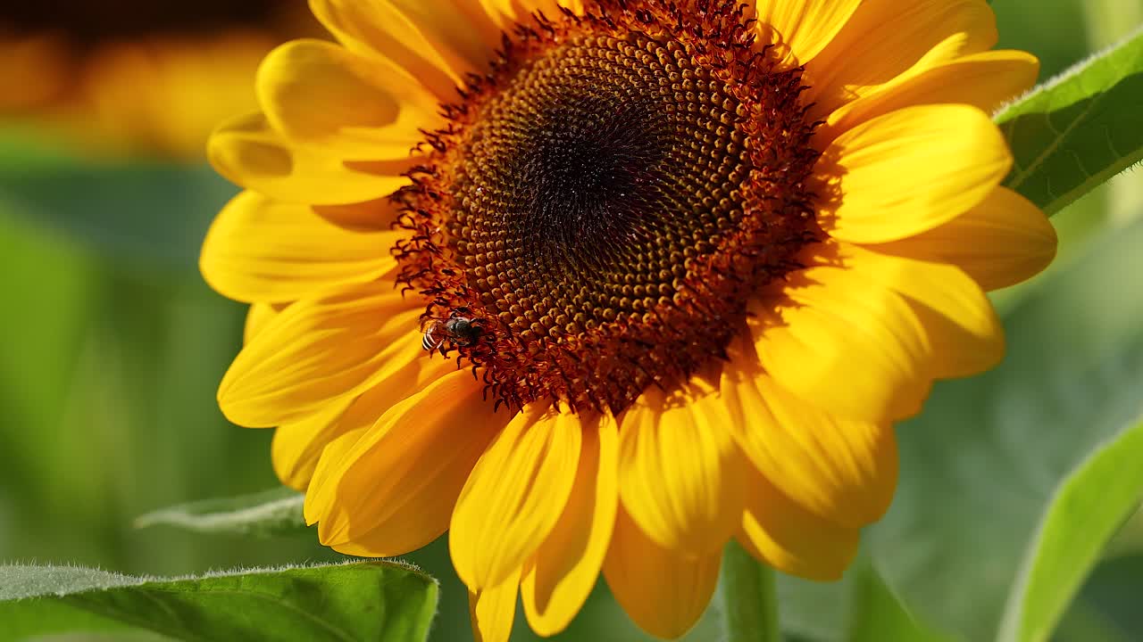 방 공원 에 있는 벌 이 꽃가루 를 꽃받침 하고 있다