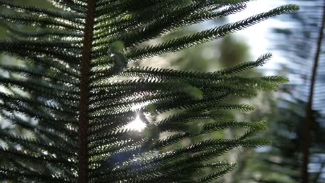 slow motion of a tree facing the sun