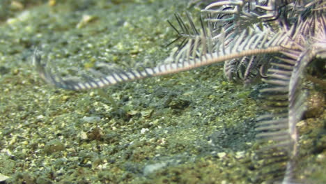 feather star walking during daylight over sandy seabed