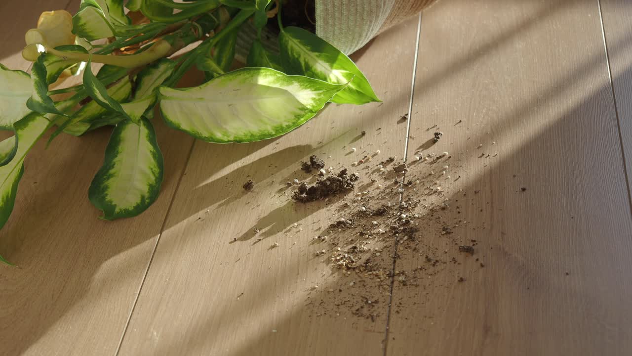 바닥에 이 있는 비 식물