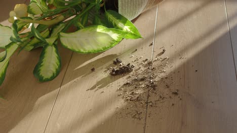 potted plant with soil on the floor