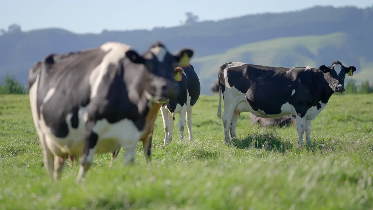 vacas holstein friesian de pie en el campo de hierba en nueva zelanda, cámara lenta