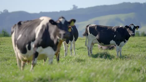 holstein friesian cows standing in grass field in new zealand, slow motion