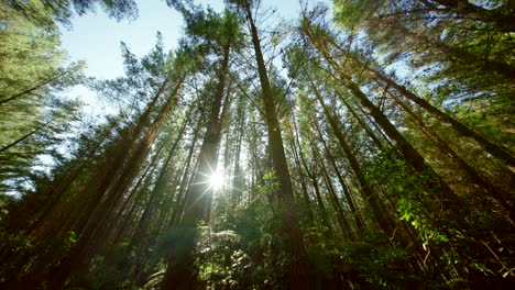 new zealand pine forest with sun coming in
