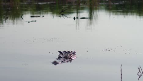 Foto-De-Un-Gran-Cocodrilo-Descansando-En-El-Manglar-En-La-Ventanilla,-Oaxaca