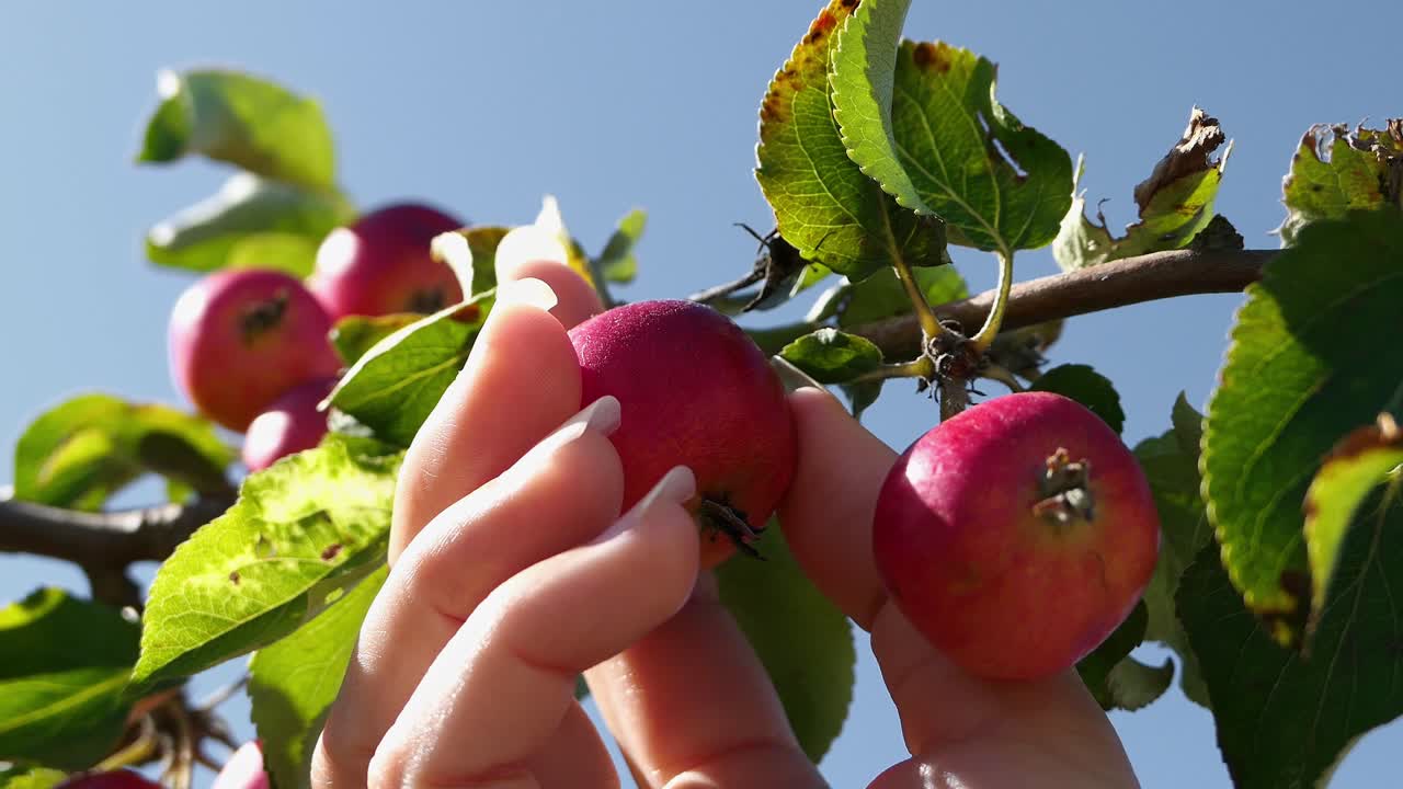mano recogiendo pequeña manzana roja del árbol
