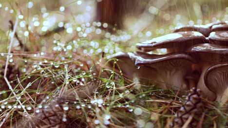 pleurotus mushroom in a sunny forest in the rain.