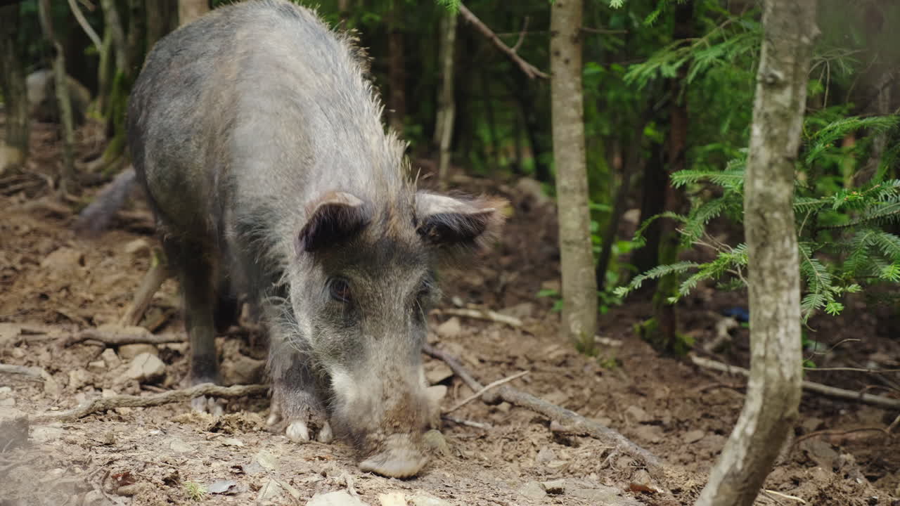 un gran jabalí cava el suelo con su hocico en busca de comida en el video del bosque 4k