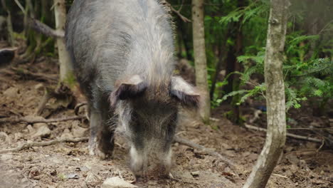 Ein-Großes-Wildschwein-Gräbt-Mit-Seiner-Schnauze-Den-Boden-Auf-Der-Suche-Nach-Nahrung-Im-Wald-4k-Video