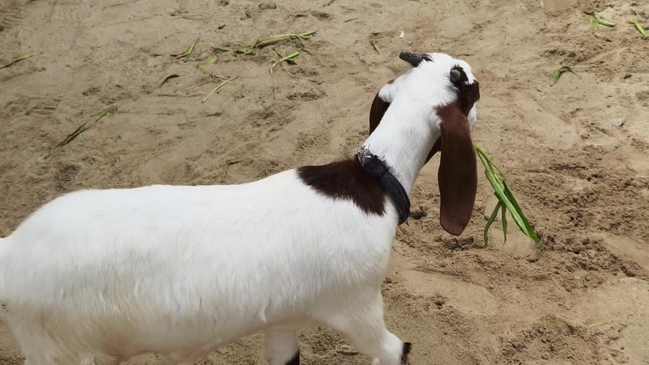 어린 염소 가 모래 에서 풀 을 먹고 있다