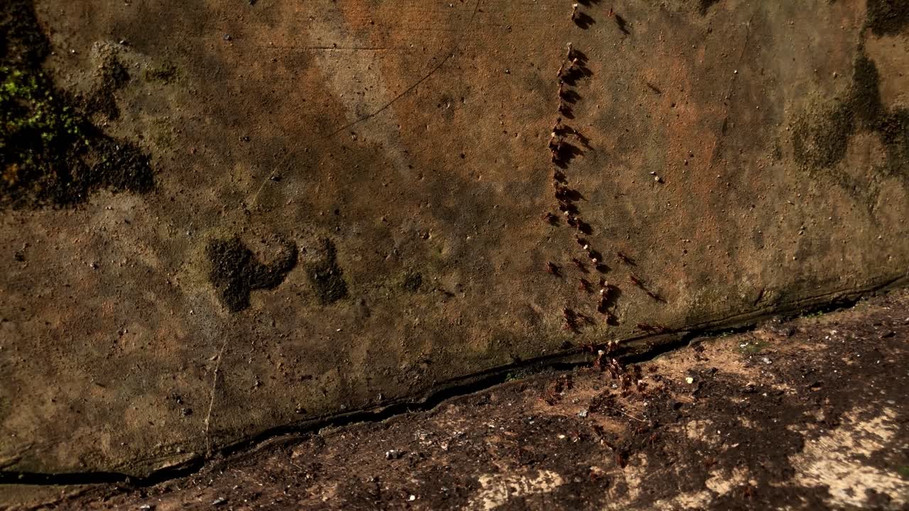 Army of Small Black Ants Crawling and Following a Trail on Wood