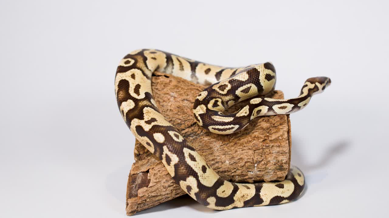 Ball python calmly coils on wooden log under soft studio lighting, minimal camera movement