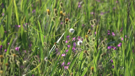 purple and yellow wild flowers surrounded by lush green grasses sway in the breeze on a marshland nature reserve