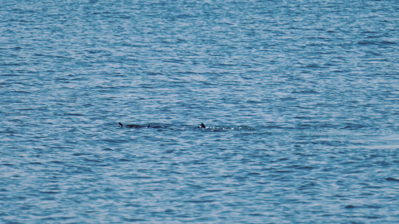 View of a man snorkeling in clear, calm, turquoise-blue water