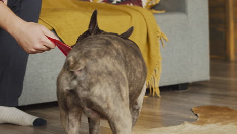 perro bulldog con un frisbee en la boca mientras camina en la sala de estar en casa