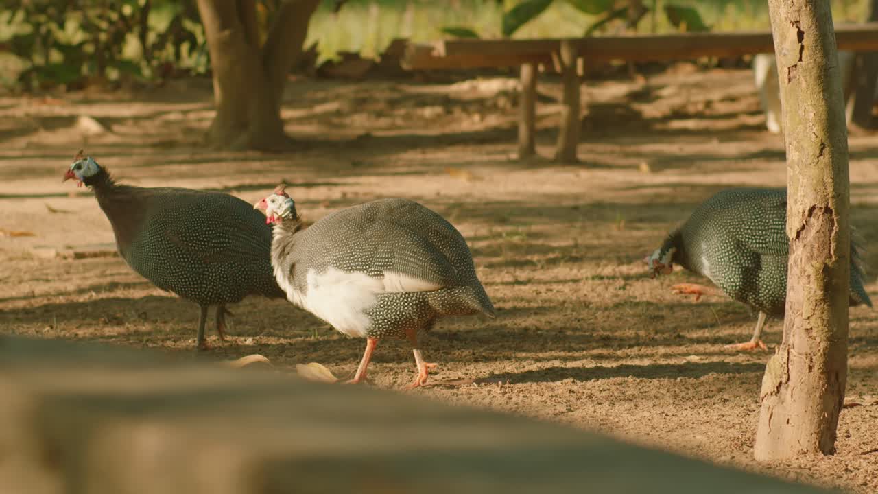 Three guinea fowls foraging on sunlit ground with trees in the background, warm tone, shallow focus