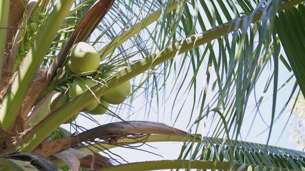Explore the beauty of green coconuts growing on palm trees in a sunny tropical paradise.