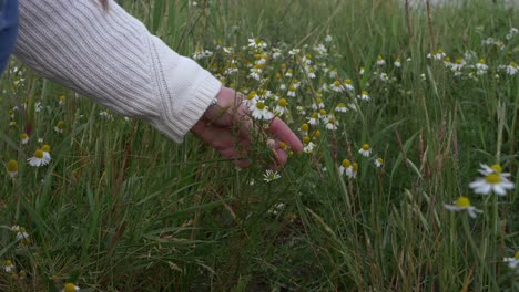 hand picking wild daisy flowers medium shot