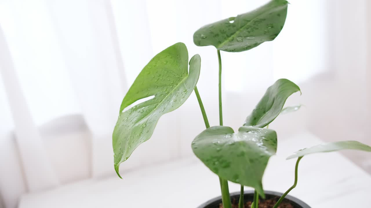 밝은 녹색 잎이 있는 냄비에 있는 몬스테라 식물을 배경에 흰색 커튼이 있는 거실의 테이블에 놓고 닫습니다.