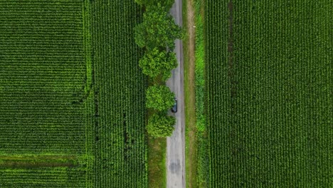 aerial view of a car driving on a rural road through green corn fields