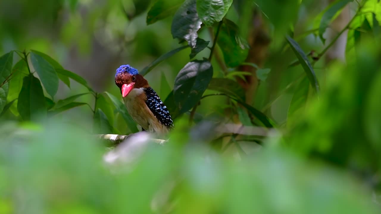 나무 물총새와 열대 우림 내 태국에서 발견되는 가장 아름다운 새 중 하나