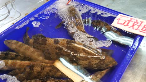 live fresh raw sea grouper in water bucket for sale in asian fish market