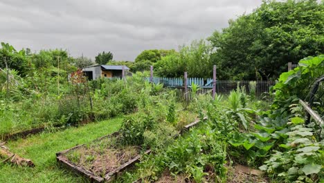 a walk through a lush community garden plot