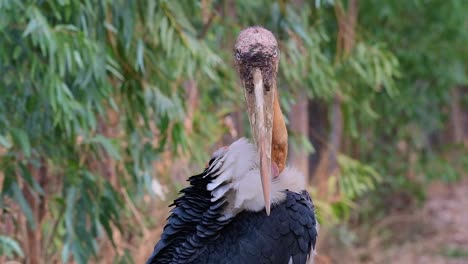 greater adjutant, leptoptilos dubius, buriram, thailand