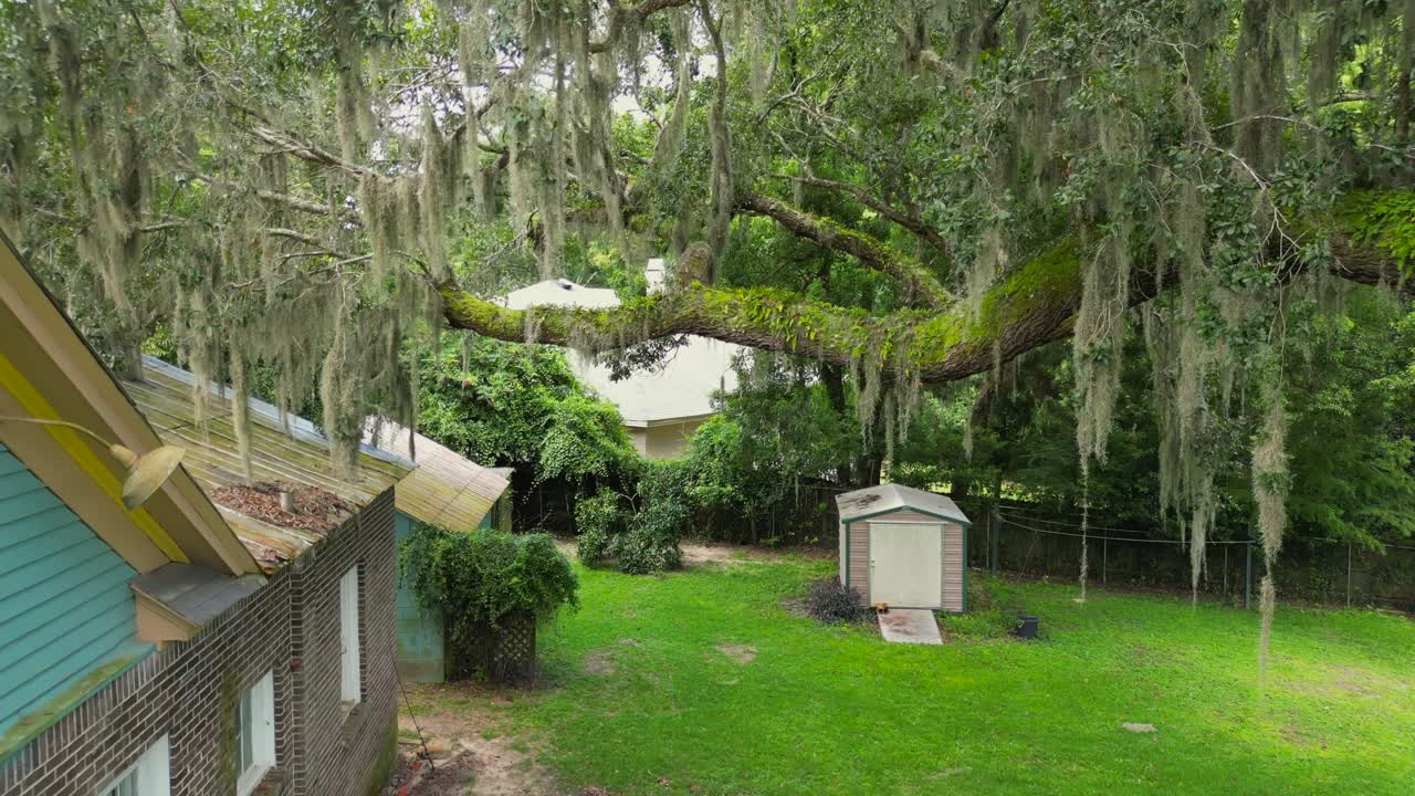 Droning through an old oak tree with Spanish moss