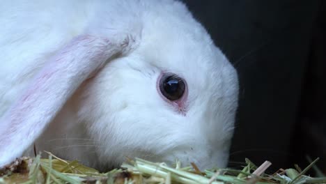 hungry rabbit eating hay and chilli