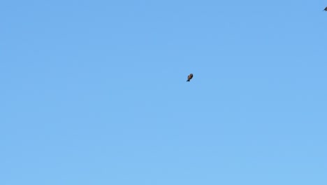 pequeños pájaros volando a través del marco en cámara lenta