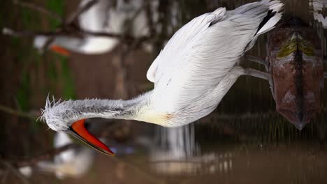 vertical, dalmatian pelican preening on rock amid marsh water, closeup portrait