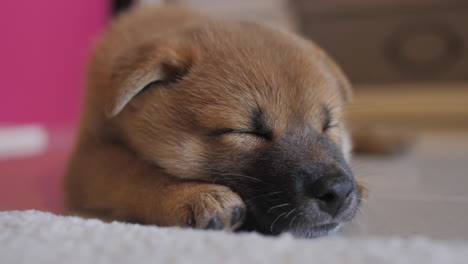 cansado pequeño chiquillo rojo shiba inu durmiendo profundamente en el suelo