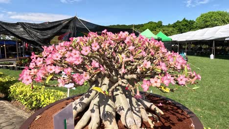 time-lapse of a flowering tree at a garden show.