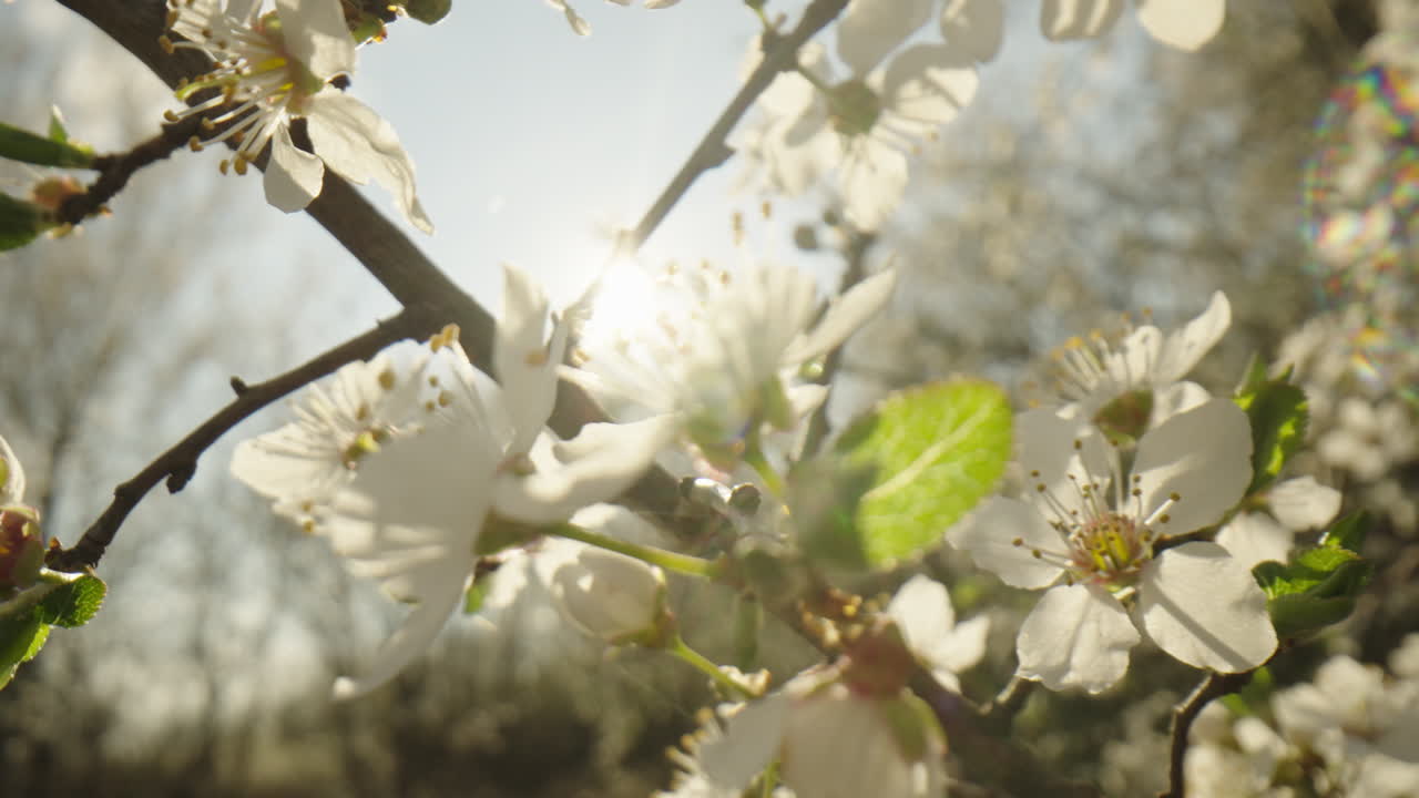 Beautiful Spring Blossoms