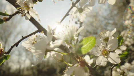 hermosas flores de primavera