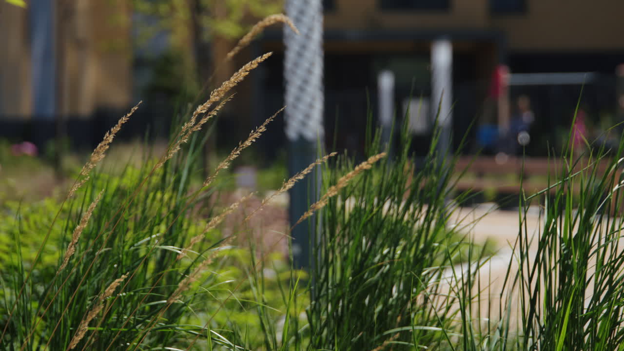 도시 공원 의 잔디 어리 의 클로즈업