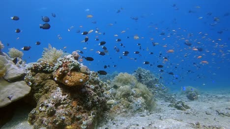 colorful damsel fish swimming and feeding in mild current facing the same direction