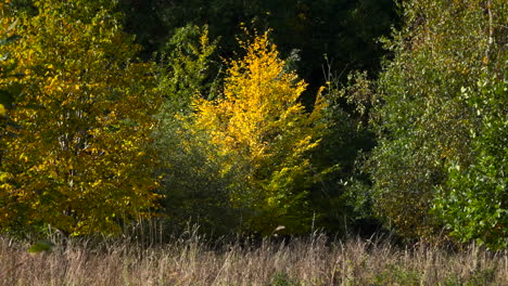 Eine-Junge-Pappel-Zeigt-Ihr-Leuchtend-Gelbes-Herbstlaub-In-Einem-Waldgebiet-In-Warwickshire,-England